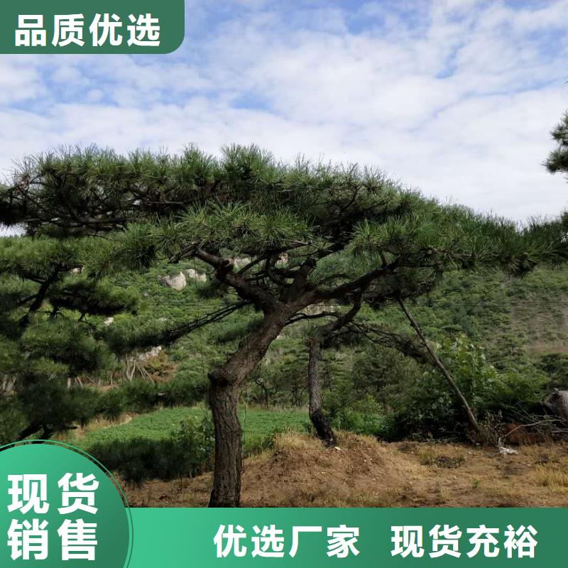 造型松古桩诚信经营