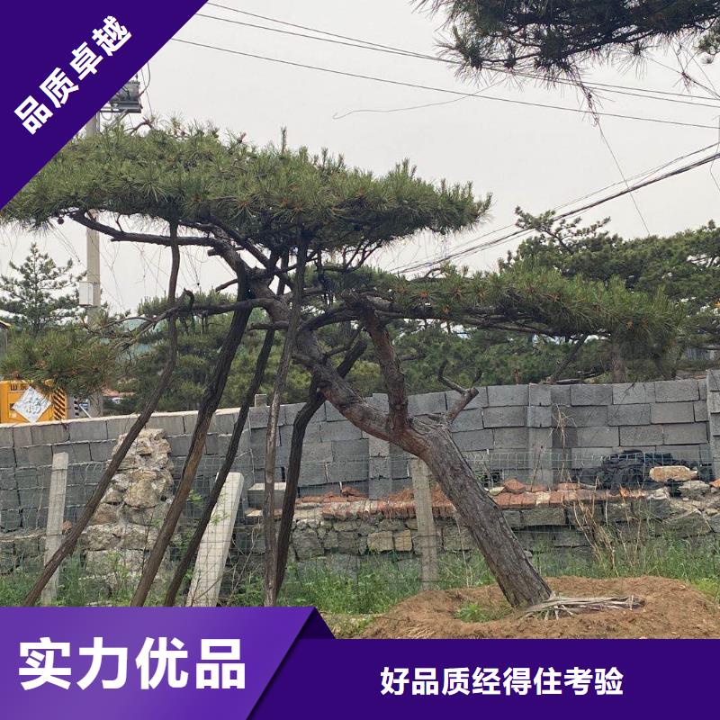 造型松 【造型松苗木】多年行业积累