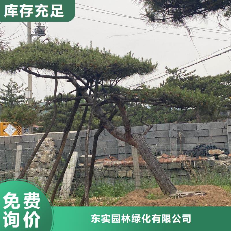 【 造型松来图定制量大从优】