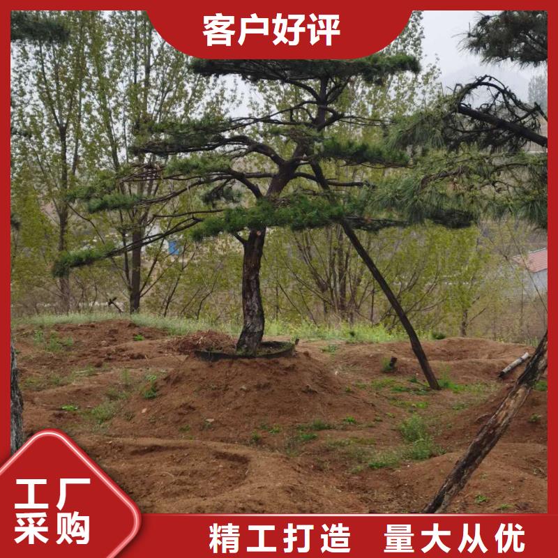  造型松实力厂商