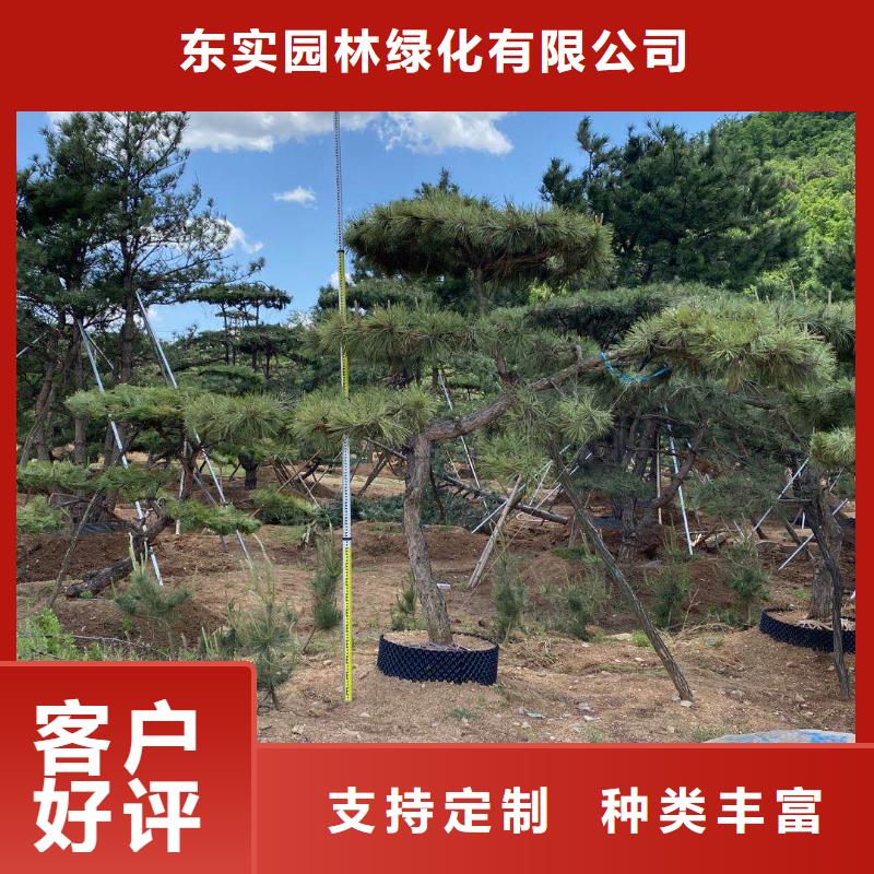 造型松大型古松质量层层把关