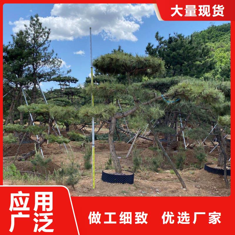 造型松造型松价格选择大厂家省事省心