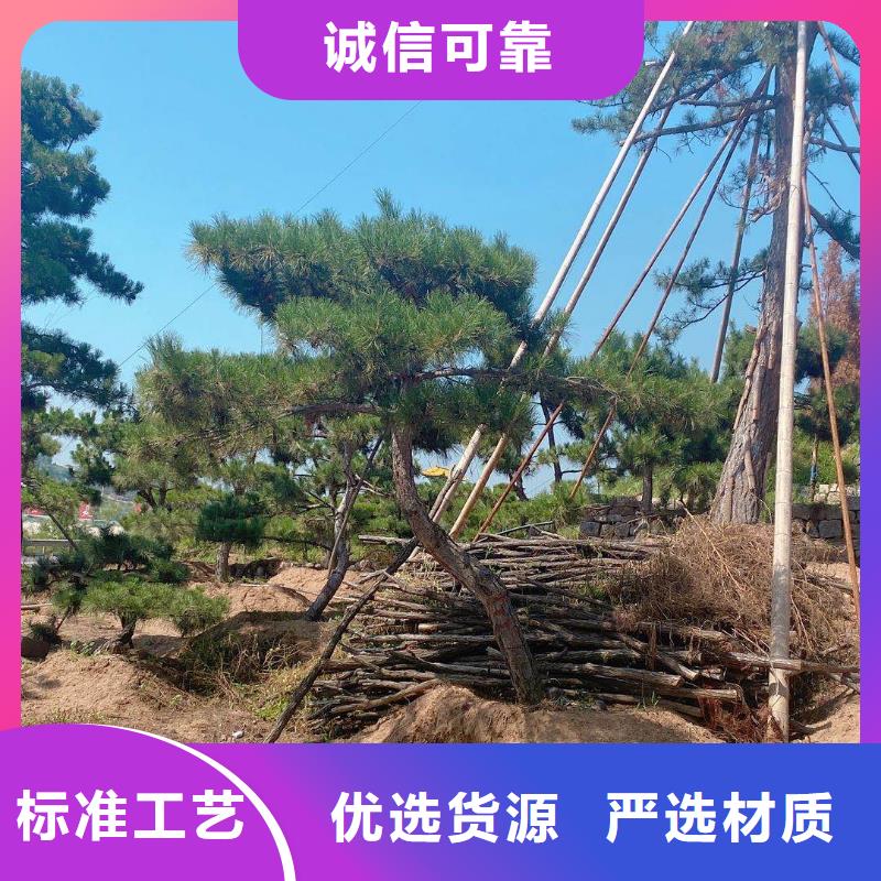 造型松-【奇石】打造行业品质
