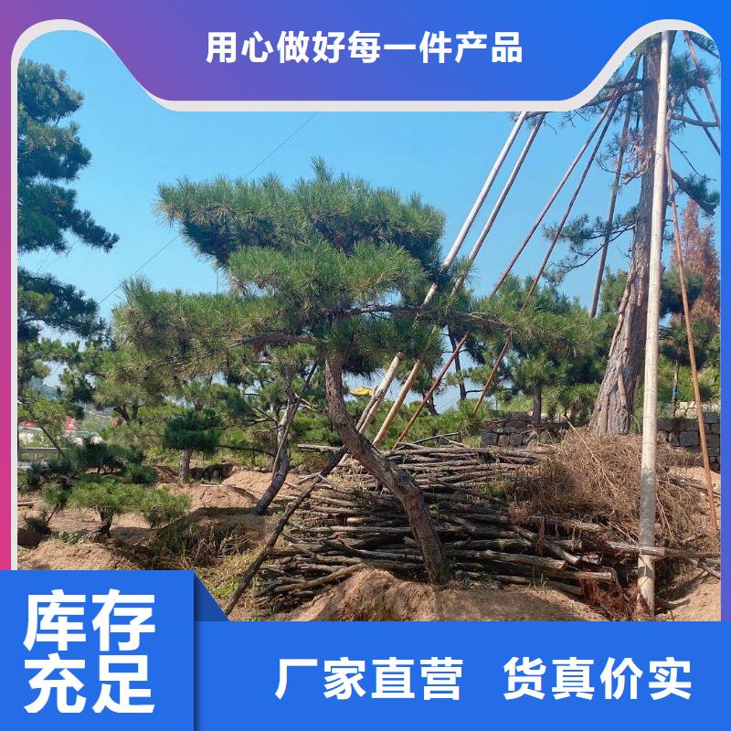 【造型松平顶松交货准时】