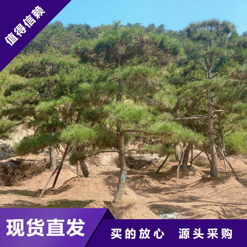 造型松专注产品质量与服务