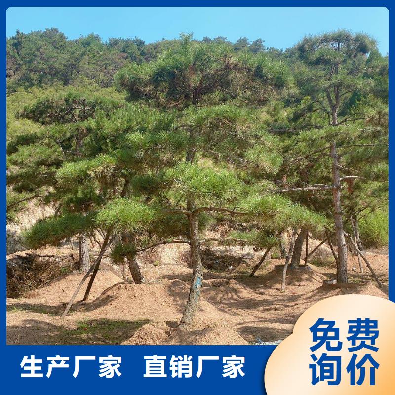 【造型松平顶松交货准时】