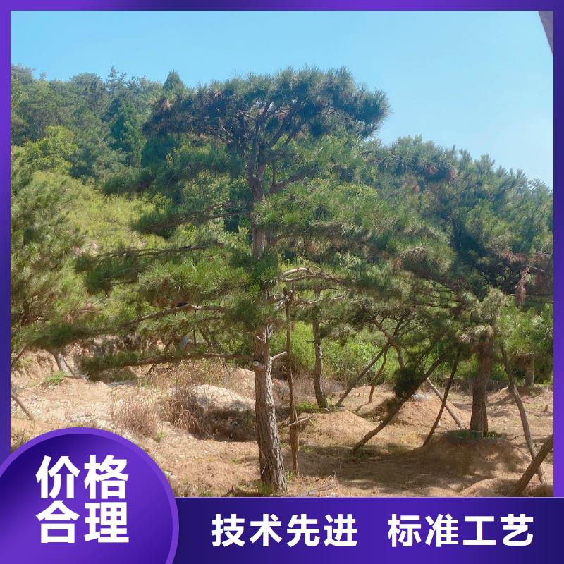 造型松源头厂源头货
