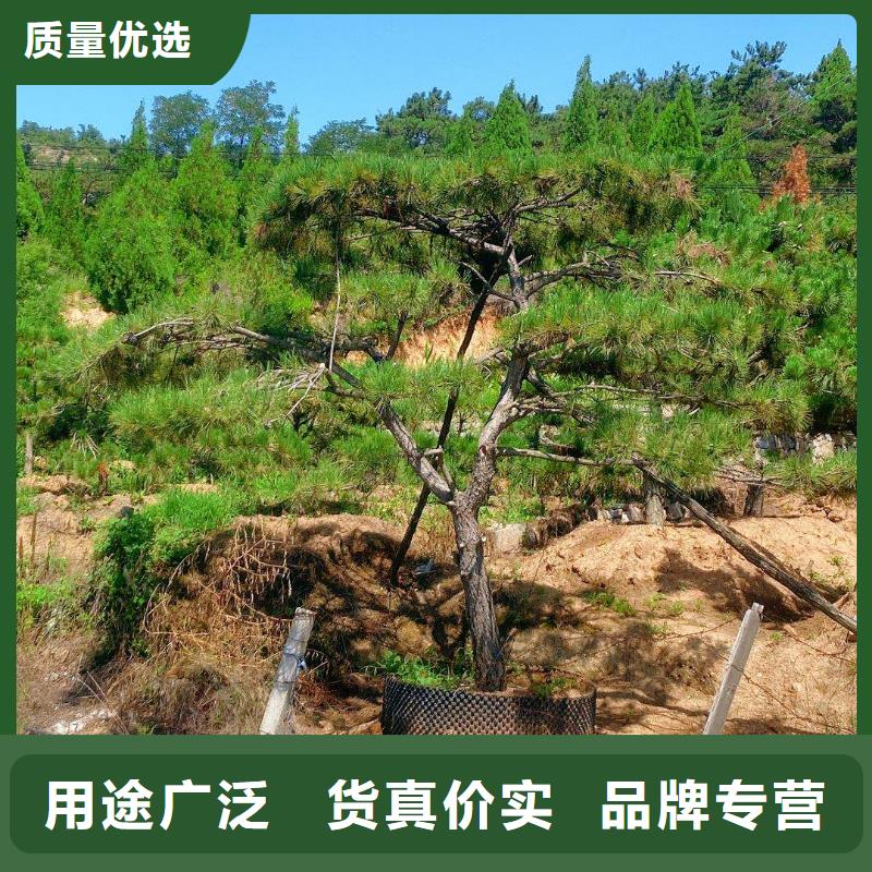 造型松 造型松价格产地源头好货