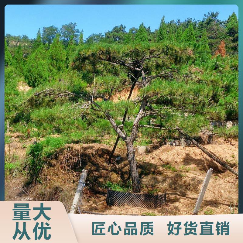 造型松-【奇石】打造行业品质
