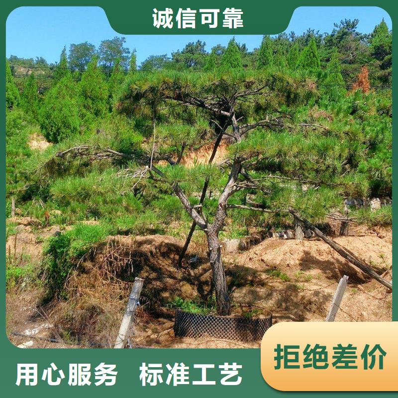 造型松专注产品质量与服务