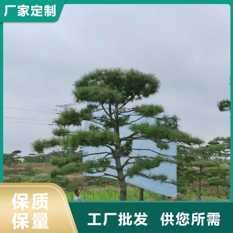 造型松 造型松价格产地源头好货