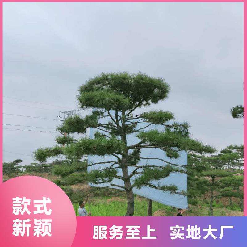 造型松-【奇石】打造行业品质