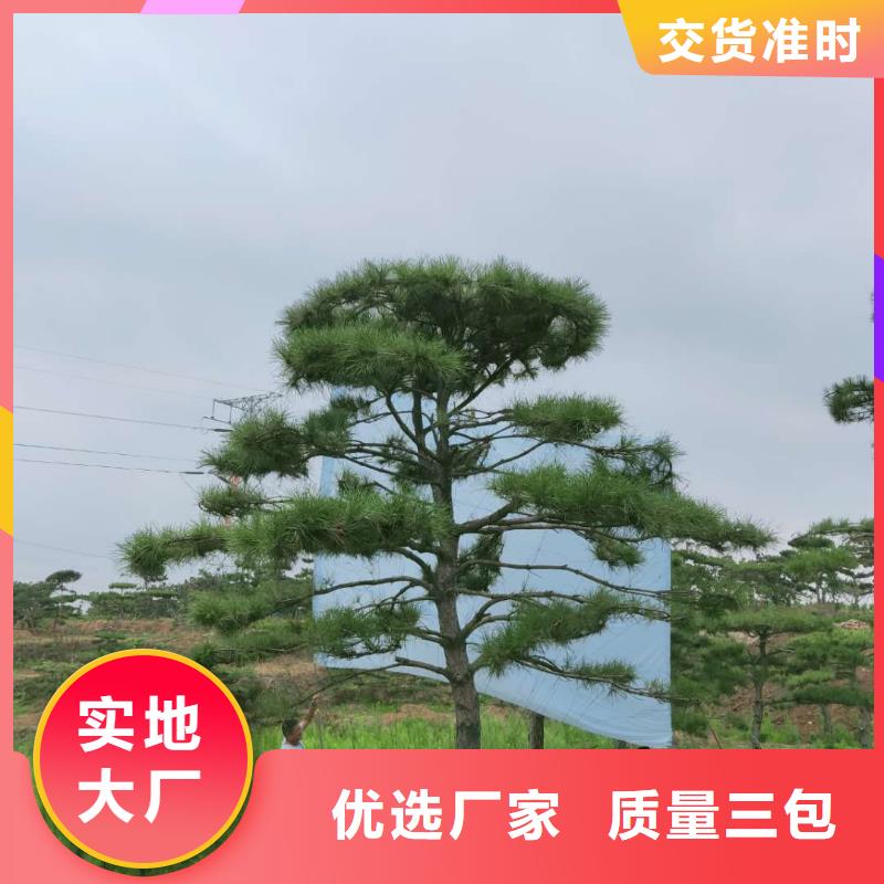 造型松源头厂源头货