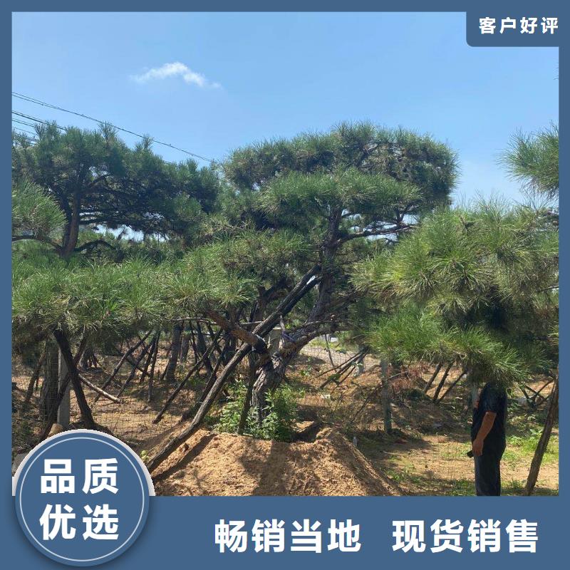 造型松-【奇石】打造行业品质