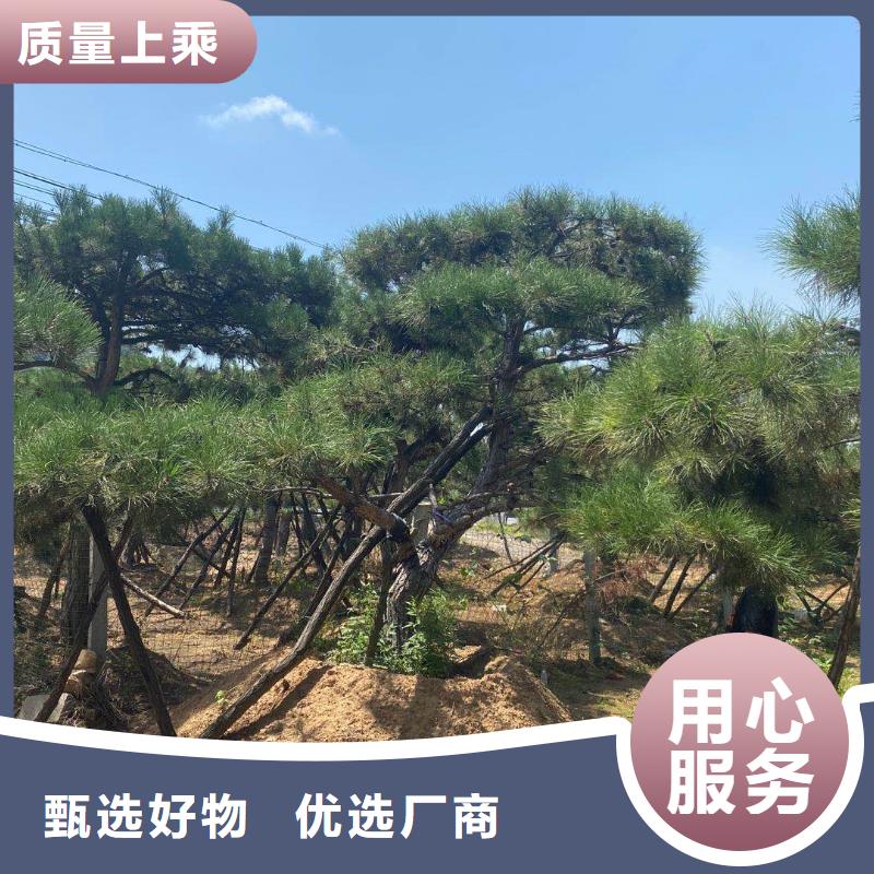 造型松 造型松价格产地源头好货