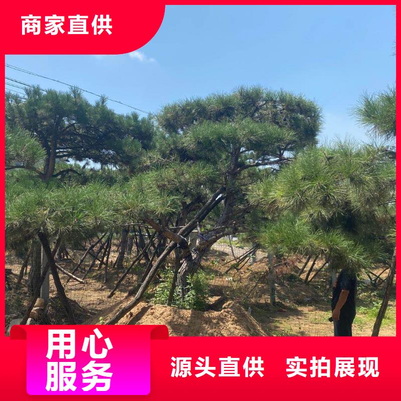 【造型松】_平顶松好产品好服务