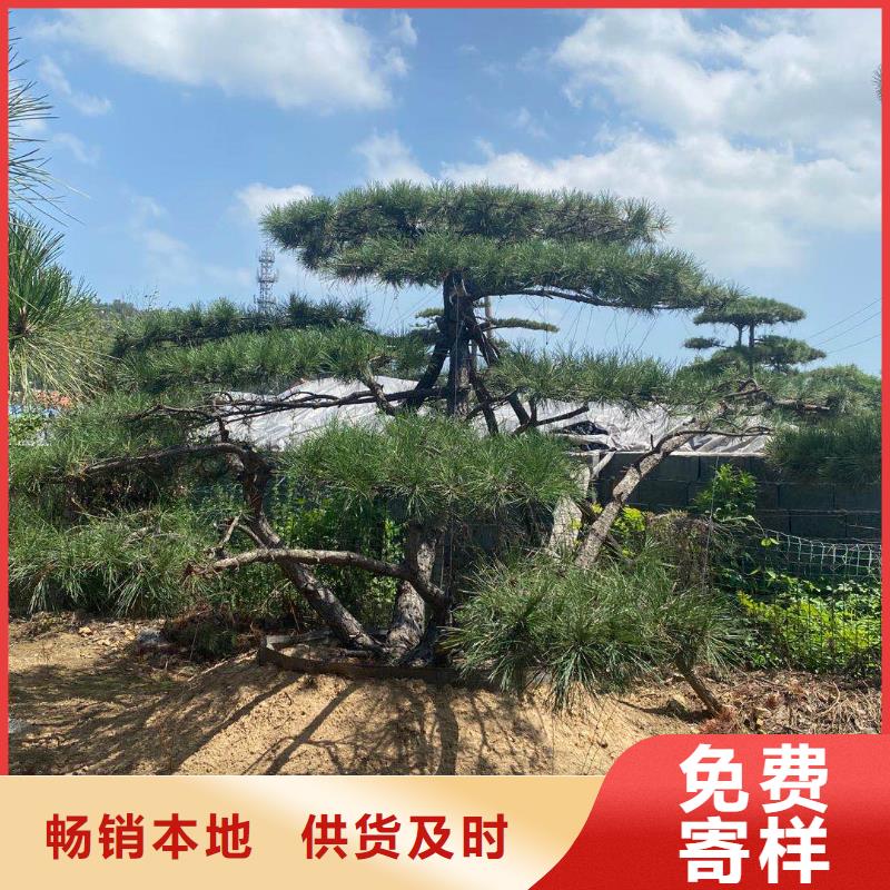 造型松-【奇石】打造行业品质