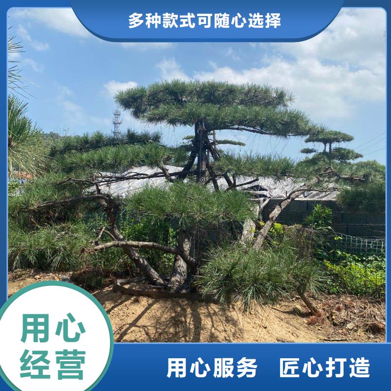 造型松源头厂源头货