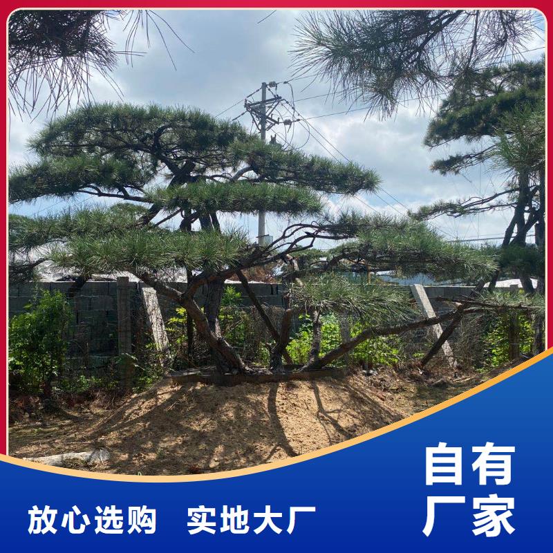 造型松 造型松价格产地源头好货