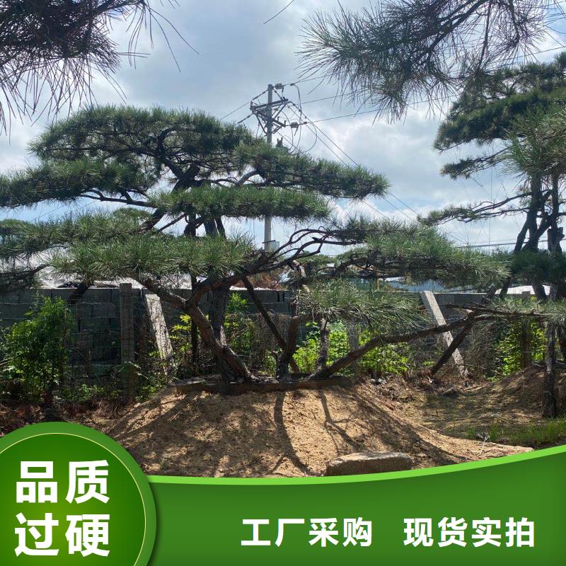 【造型松平顶松交货准时】