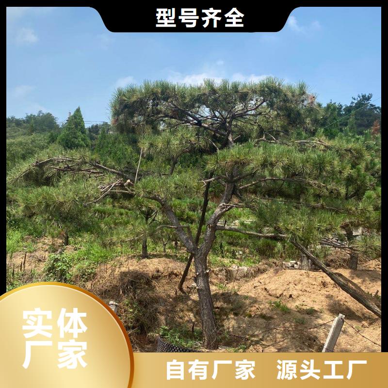 【造型松平顶松交货准时】