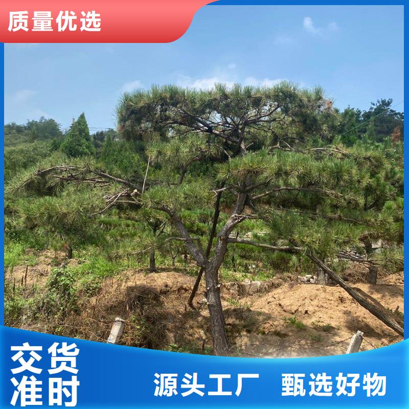 造型松源头厂源头货