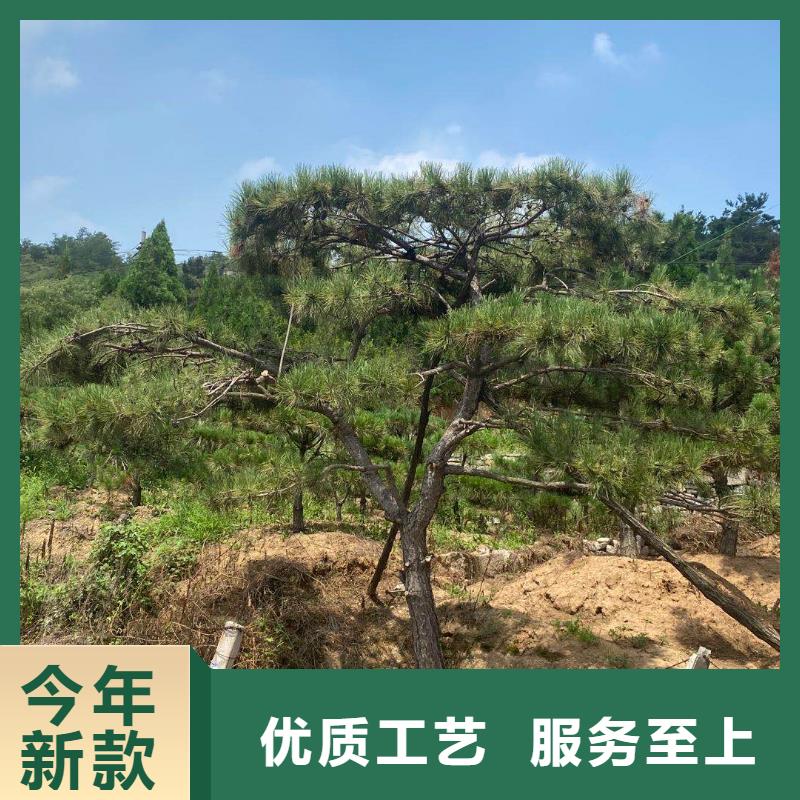 造型松 造型松价格产地源头好货