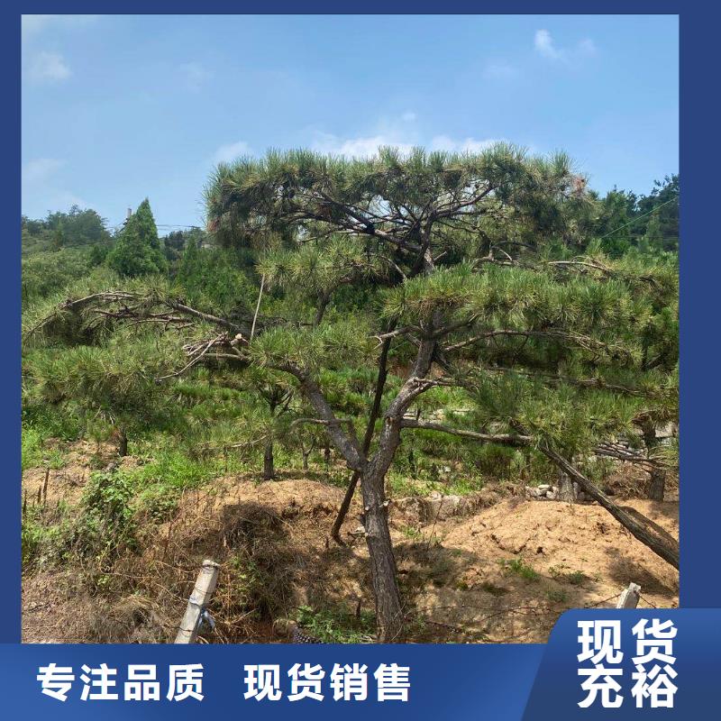 造型松-【奇石】打造行业品质