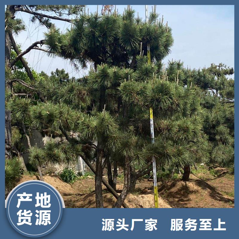 造型松造型池松产品优良