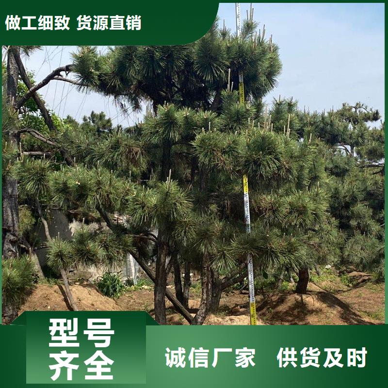 造型松-【奇石】打造行业品质