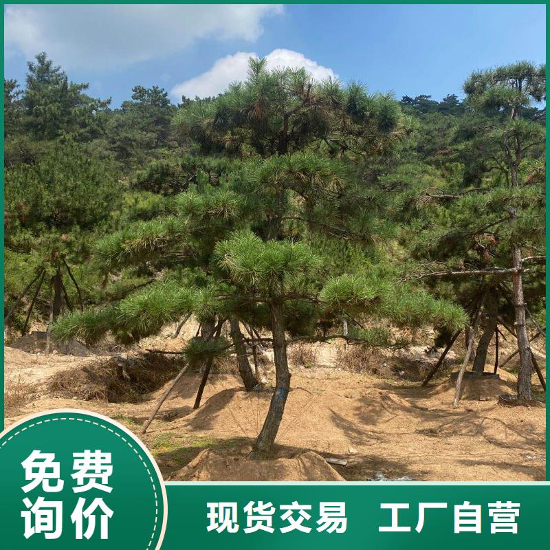 造型松平顶松优势