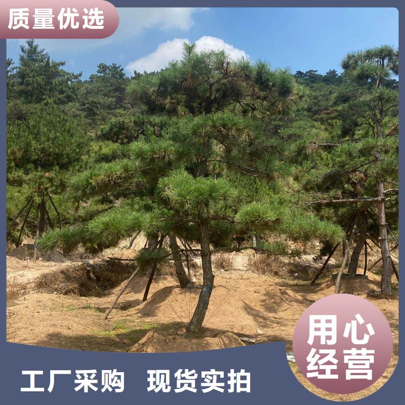 造型松-【奇石】打造行业品质