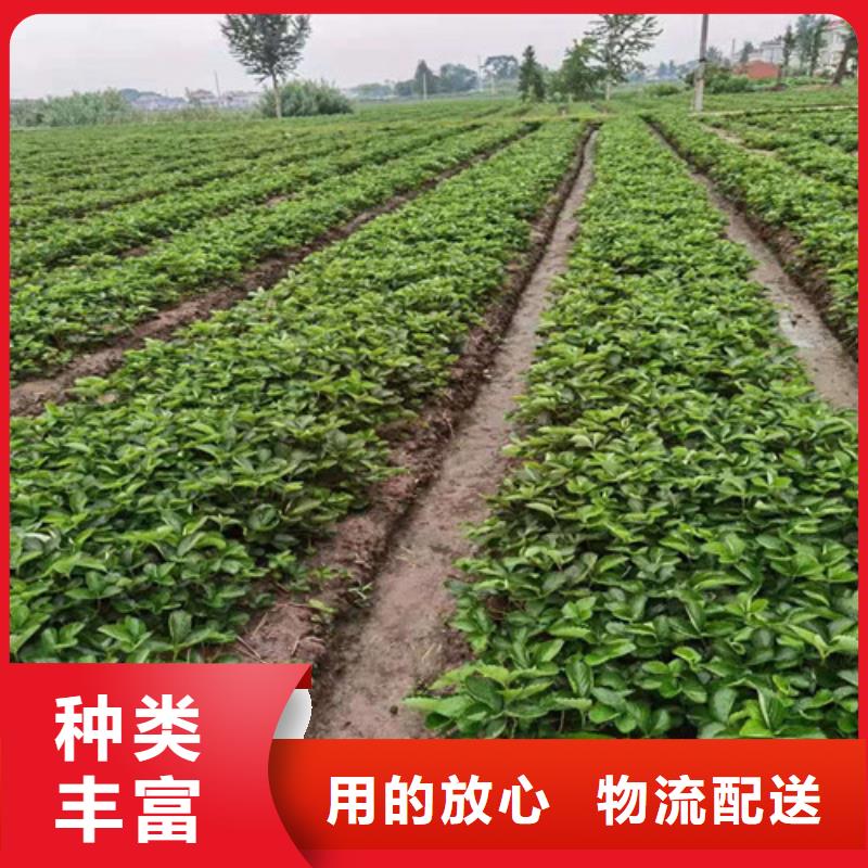 草莓苗杏苗规格齐全实力厂家