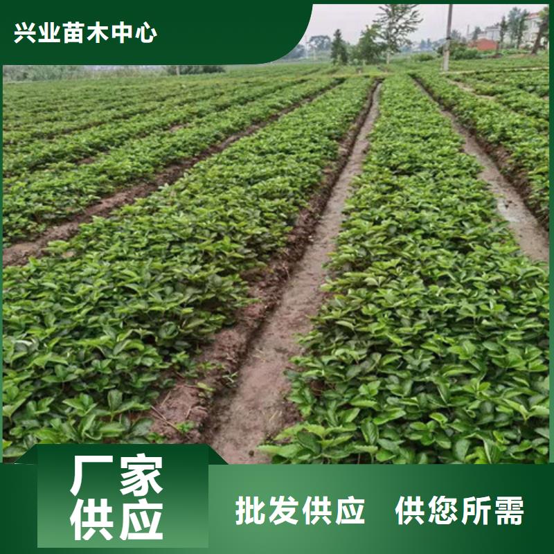 草莓苗薄壳板栗苗精工打造