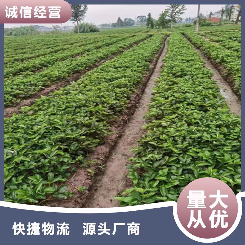 圣安德瑞斯草莓苗