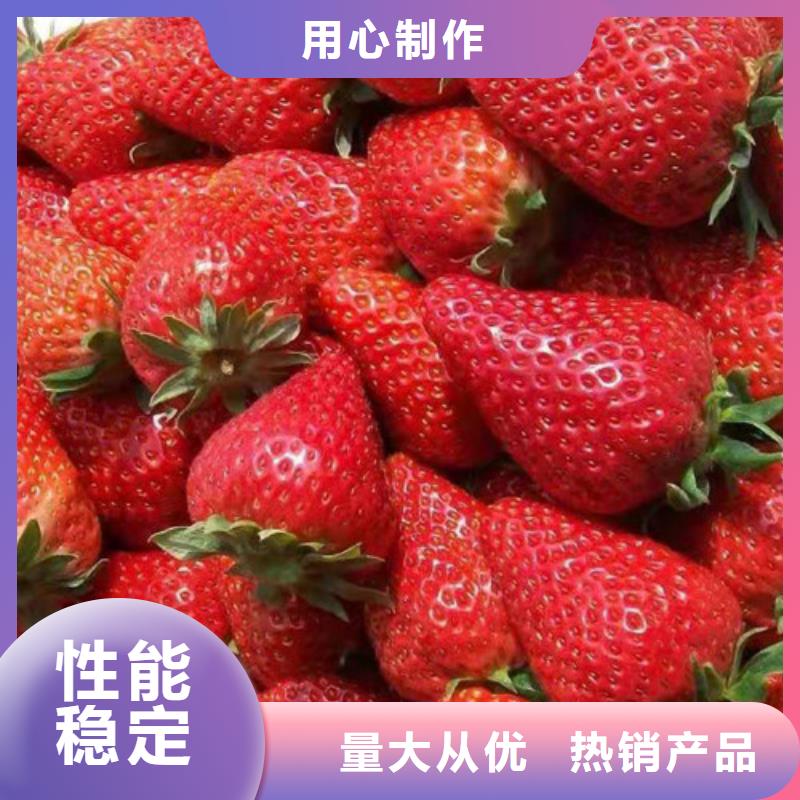 草莓苗_烟福8苹果苗专注生产制造多年