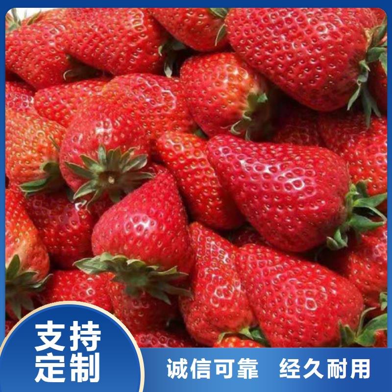 草莓苗软枣猕猴桃苗原厂制造