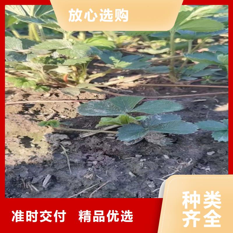 草莓苗猕猴桃苗好产品不怕比