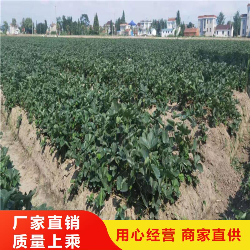 草莓苗大棚草莓苗实力见证