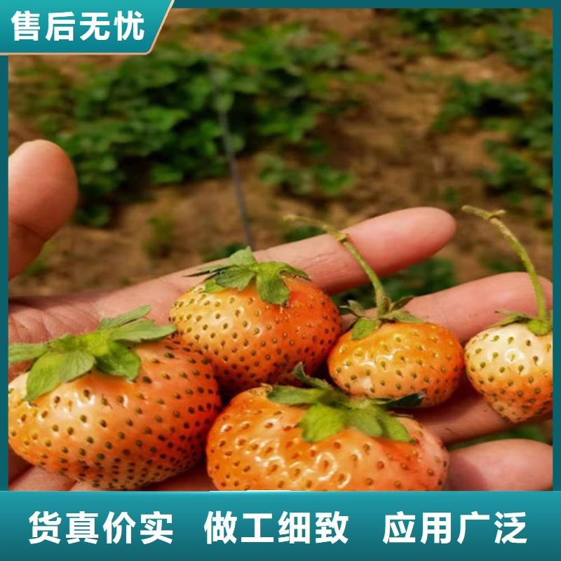 草莓苗杏苗规格齐全实力厂家