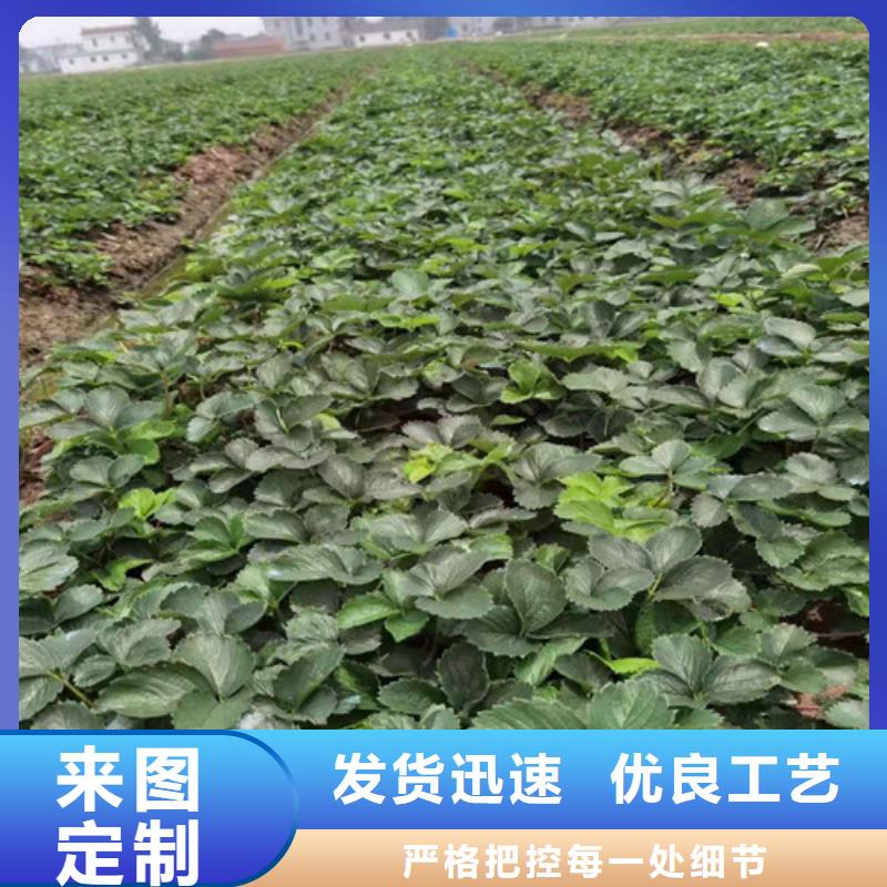 草莓苗软枣猕猴桃苗货源足质量好