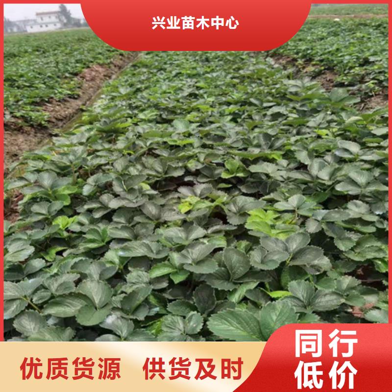 草莓苗杏苗规格齐全实力厂家