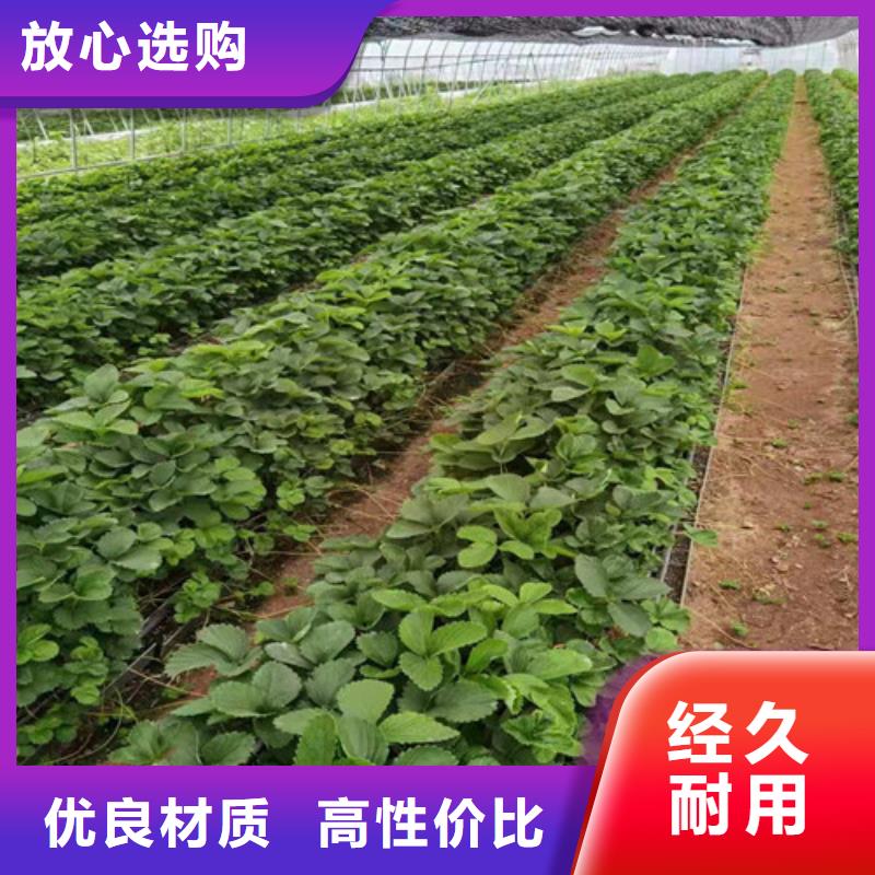 草莓苗杏苗规格齐全实力厂家