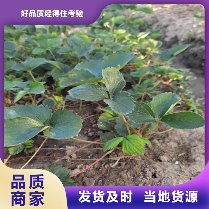 草莓苗软枣猕猴桃苗原厂制造