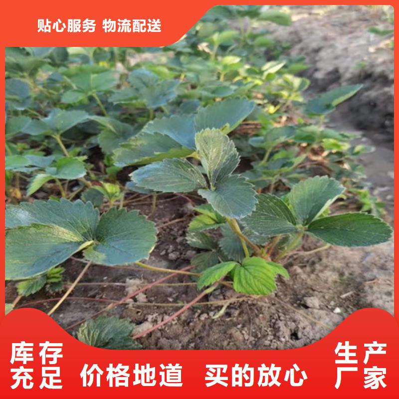 草莓苗杏苗规格齐全实力厂家
