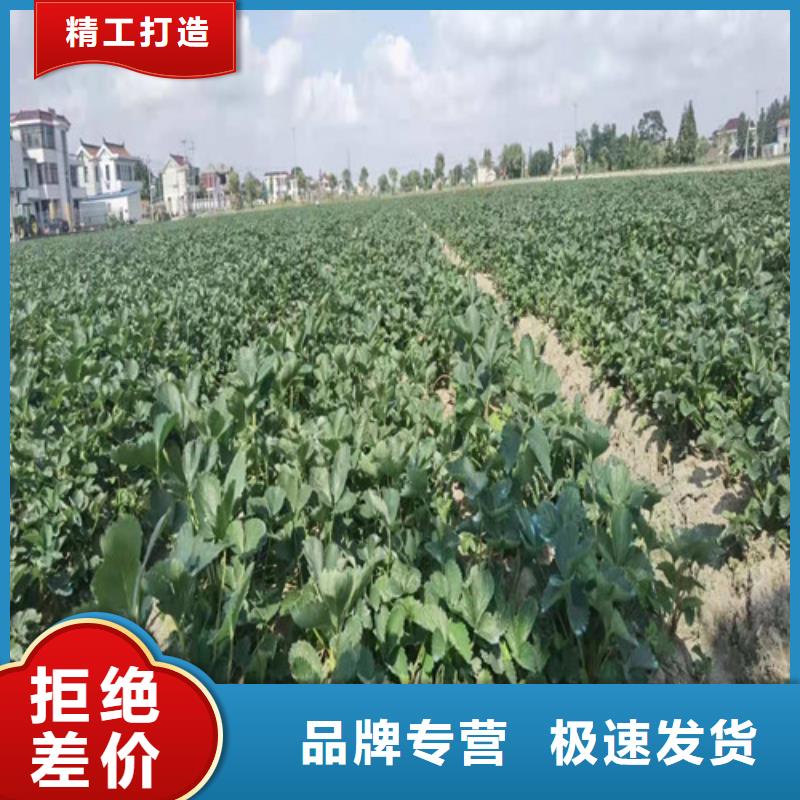 草莓苗大棚草莓苗实力见证