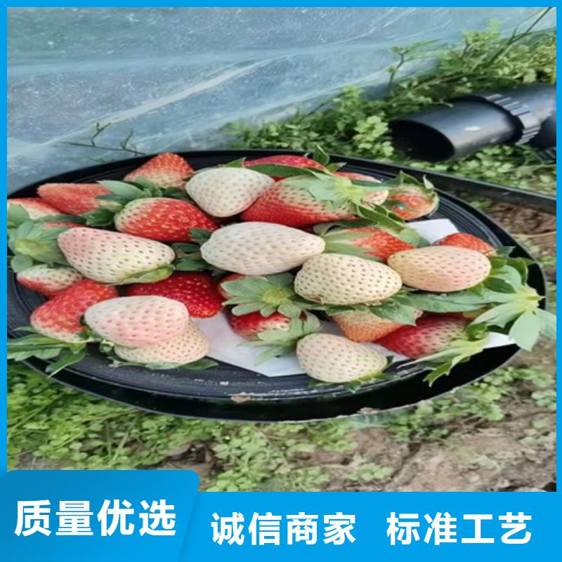 圣安德瑞斯草莓苗
