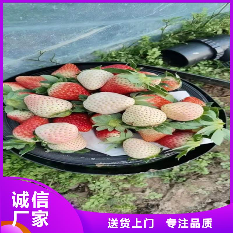 草莓苗软枣猕猴桃苗货源足质量好
