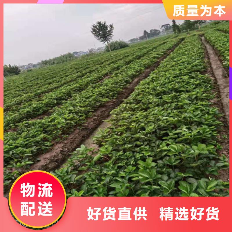 草莓苗_烟福8苹果苗专注生产制造多年