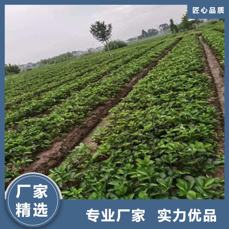 草莓苗葡萄苗工厂认证